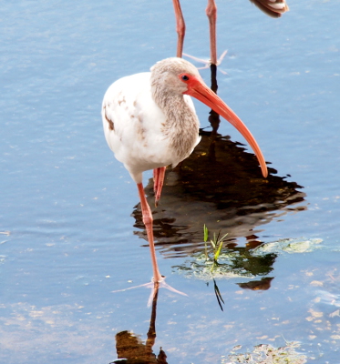 [An ibis with only a few brown feathers and a very light brown neck stands on one foot in the water. Only the toes of the second foot is visible since it has its leg tucked against its belly.]